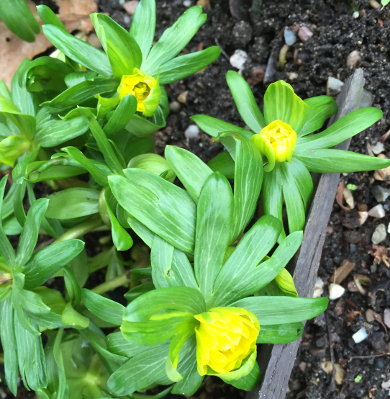 Eranthis hyemalis 'Grunspecht'